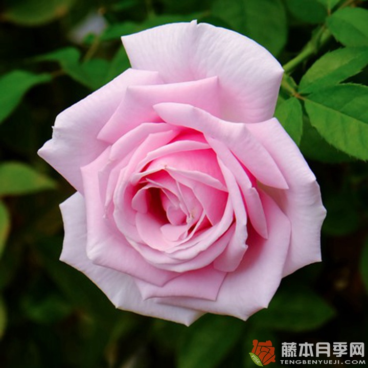 香水连衣裙月季 香水连衣裙月季