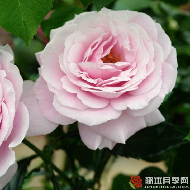 香水连衣裙月季 香水连衣裙月季
