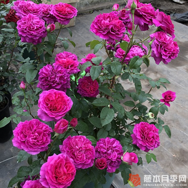 彩Aya 彩Aya