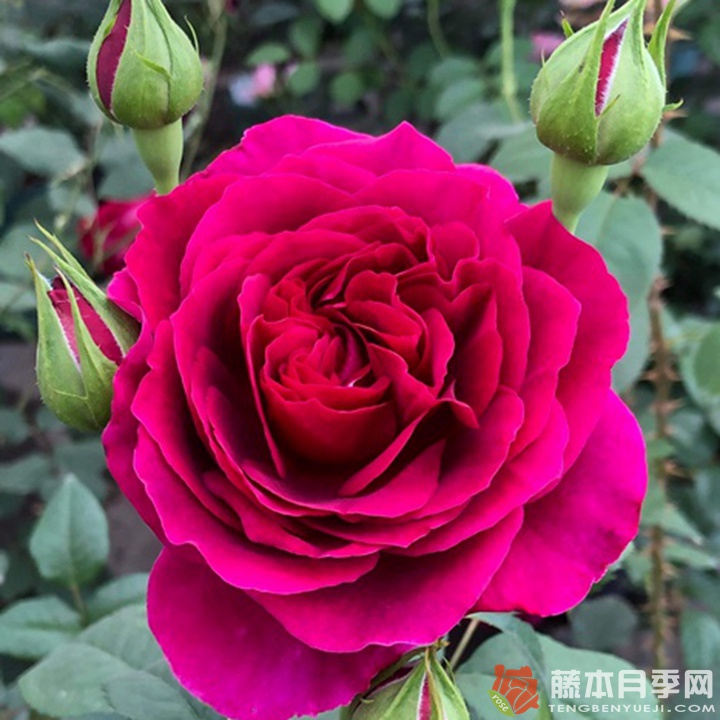 彩Aya 彩Aya