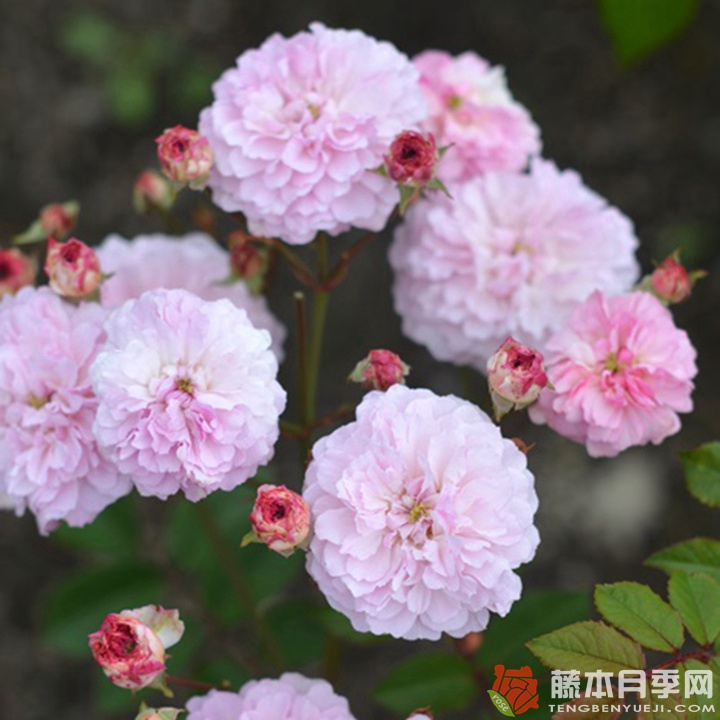 针锈月季 针锈月季