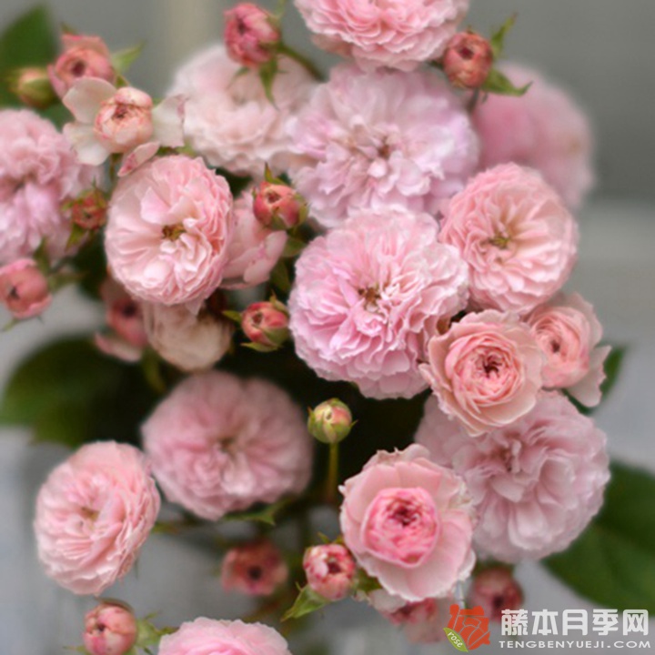 针锈月季 针锈月季