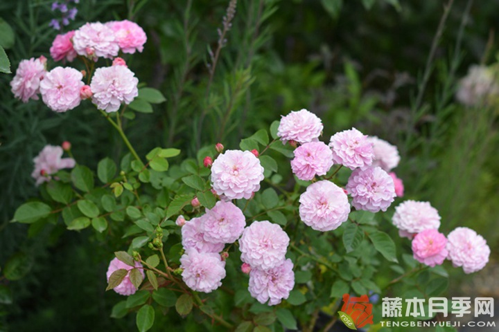 针锈月季 针锈月季