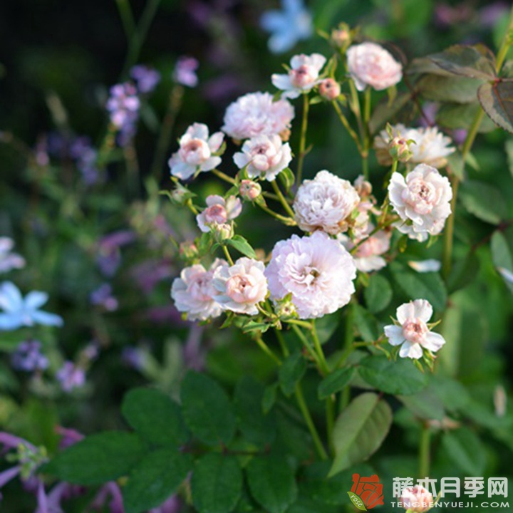针锈月季 针锈月季