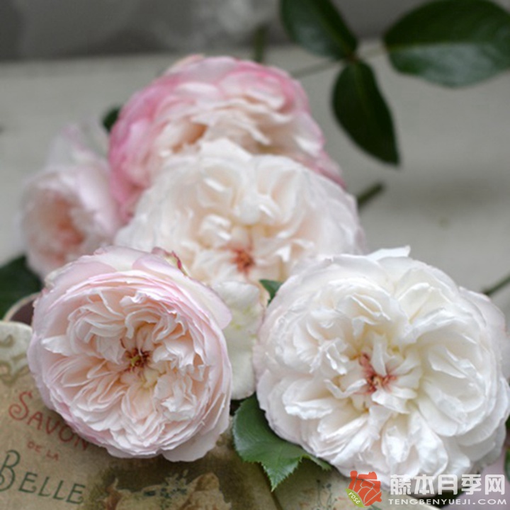 肥皂Savon 肥皂Savon