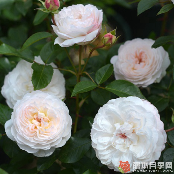 肥皂Savon 肥皂Savon