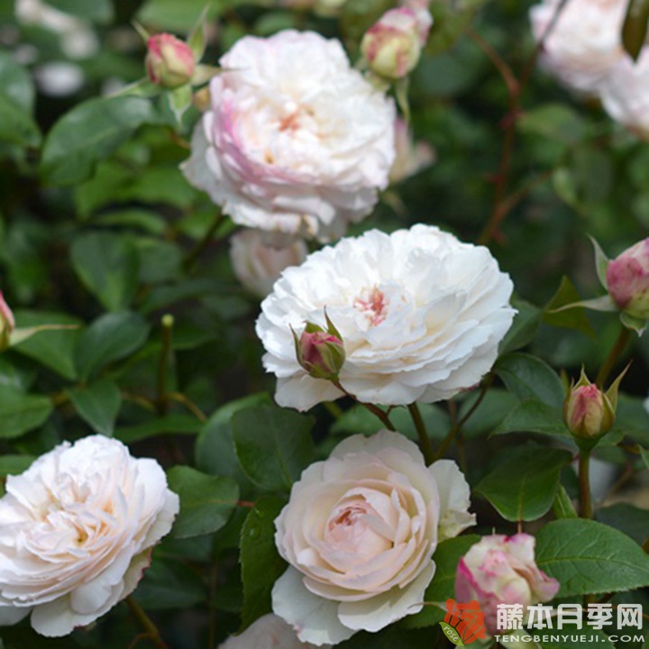 肥皂Savon 肥皂Savon