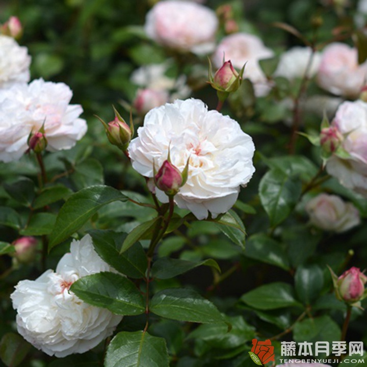 肥皂Savon 肥皂Savon