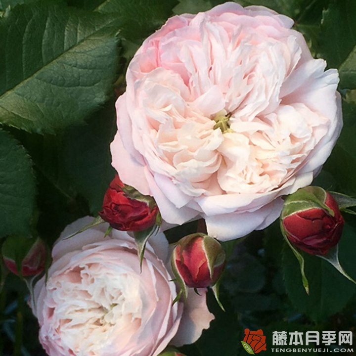 托莫拉布Tomorab 托莫拉布Tomorab