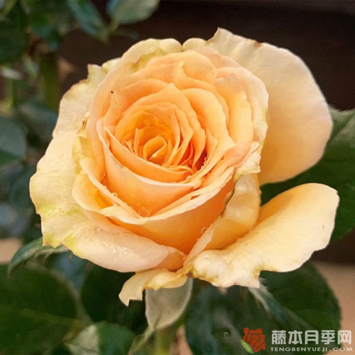 增镜Masukagami 增镜Masukagami