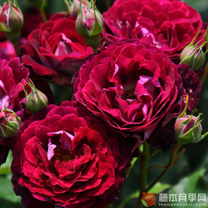 侍酒师Sommeliere 侍酒师Sommeliere