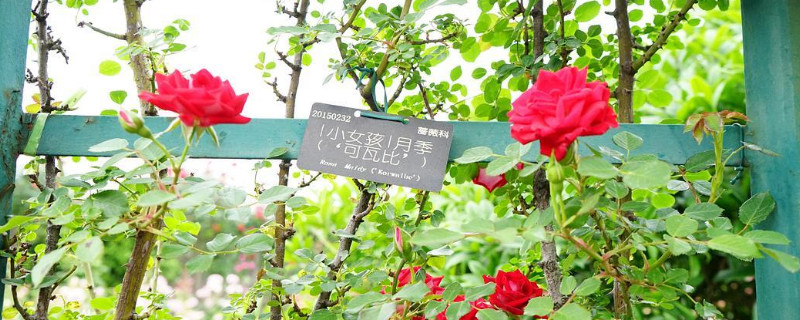 藤本小女孩月季优缺点 藤本小女孩月季优缺点