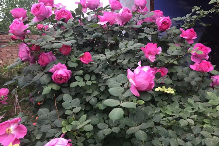 红风琴 红风琴