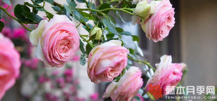 龙沙宝石月季怎么养 龙沙宝石月季怎么养