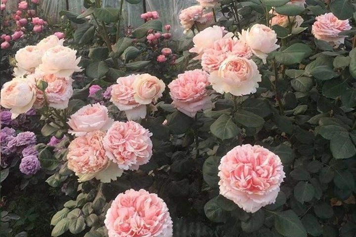 萨尔曼莎月季优缺点 萨尔曼莎月季优缺点