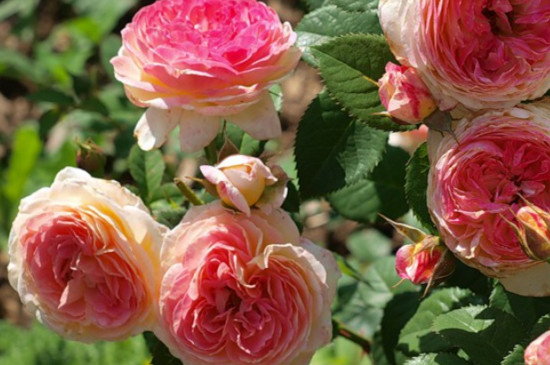 詹森月季是一季花吗 詹森月季是一季花吗