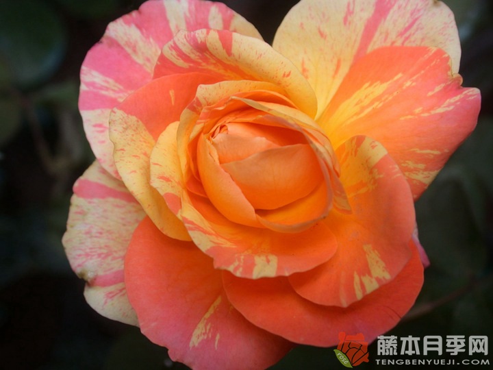 阿比莎林卡月季的优缺点 阿比莎林卡月季的优缺点