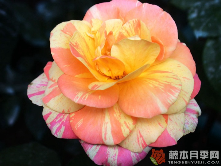 阿比莎林卡月季的优缺点 阿比莎林卡月季的优缺点