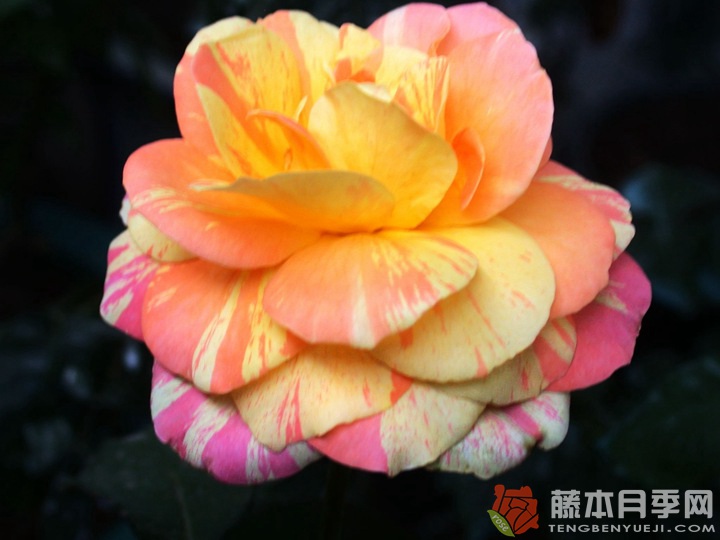 阿比莎林卡月季的优缺点 阿比莎林卡月季的优缺点