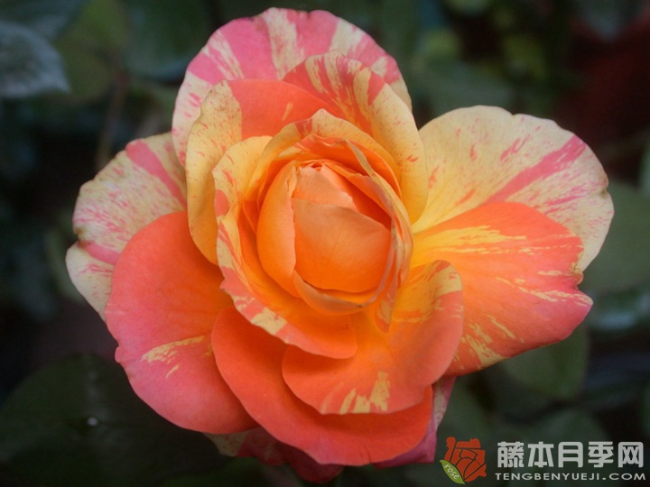 阿比莎林卡月季的优缺点 阿比莎林卡月季的优缺点
