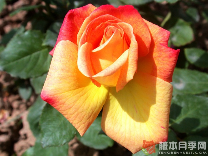 阿比莎林卡月季的优缺点 阿比莎林卡月季的优缺点