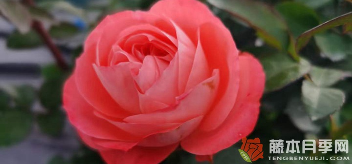 诺娃月季开什么颜色的花 诺娃月季开什么颜色的花