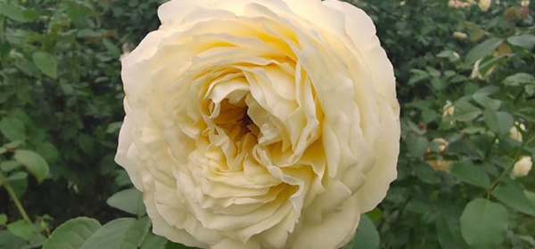 金奖章月季(芽变)优缺点 金奖章月季(芽变)优缺点