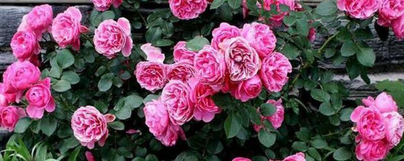 粉色达芬奇月季好养护吗(香不香) 粉色达芬奇月季好养护吗(香不香)
