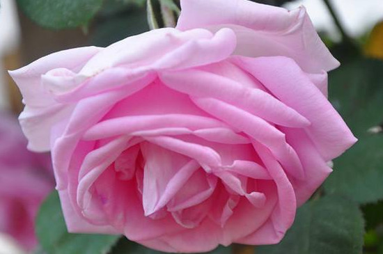 粉色达芬奇月季好养护吗(香不香) 粉色达芬奇月季好养护吗(香不香)