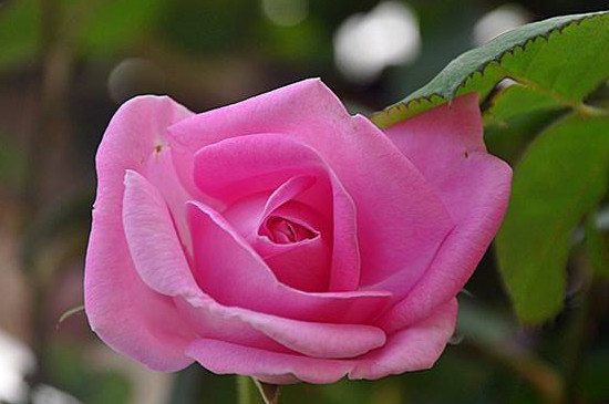 粉色达芬奇月季好养护吗(香不香) 粉色达芬奇月季好养护吗(香不香)