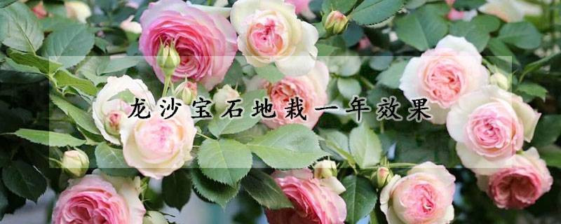龙沙宝石地栽一年效果(龙沙宝石地栽注意事项) 龙沙宝石地栽一年效果(龙沙宝石地栽注意事项)