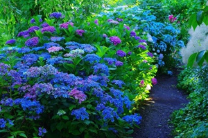 超长花期的绣球花品种