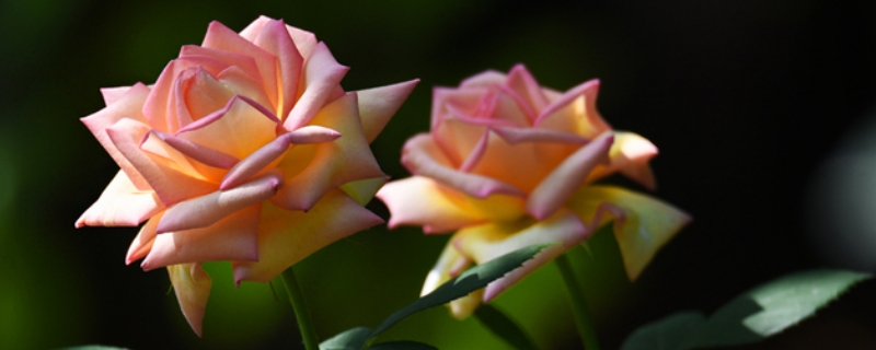 月季花夏季养护的五个禁忌 月季花夏季养护的五个禁忌