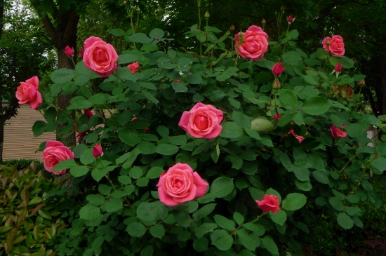 月季花夏季养护的五个禁忌 月季花夏季养护的五个禁忌