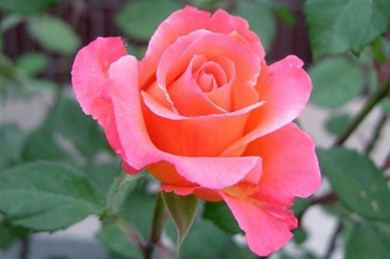 月季花夏季养护的五个禁忌 月季花夏季养护的五个禁忌