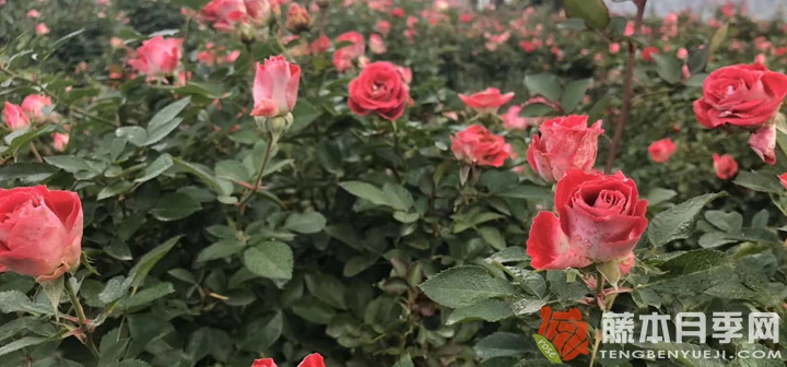 浪漫比克和浪漫宝贝的区别