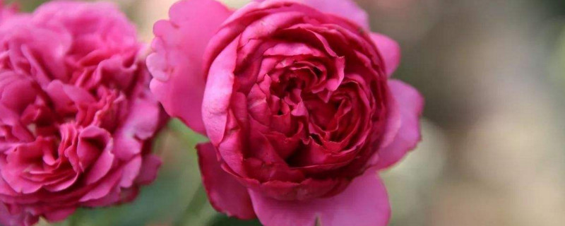 伊芙伯爵——最值得买的伊芙月季 伊芙伯爵——最值得买的伊芙月季
