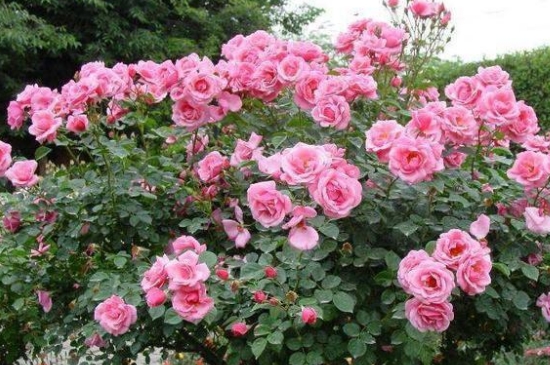 月季花夏季养护的五个禁忌 月季花夏季养护的五个禁忌