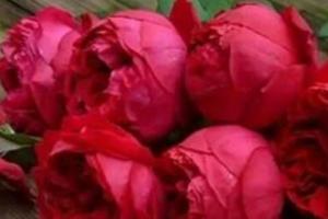 红龙月季是四季开花吗(红龙月季的花期)