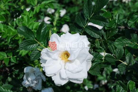 库拜重瓣白玫瑰 库拜重瓣白玫瑰