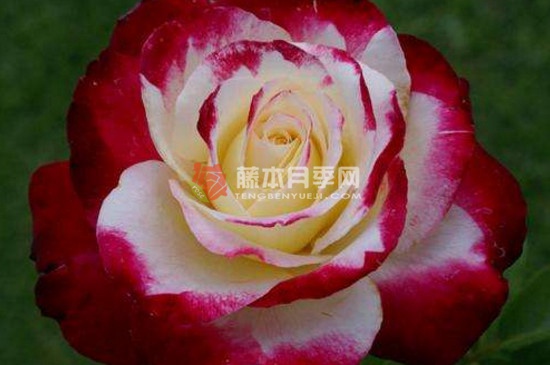 红双喜月季勤花吗