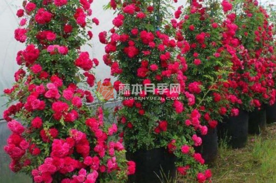 红木香可以盆栽吗