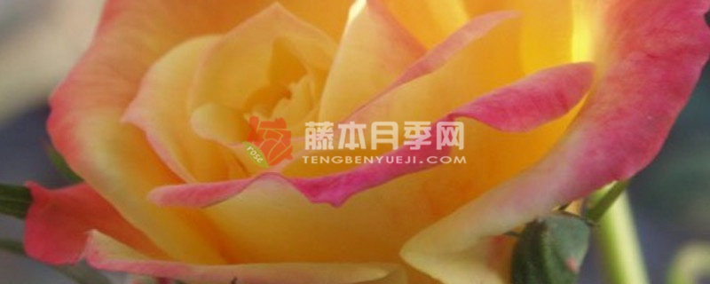 藤彩虹月季是开一季还是多季