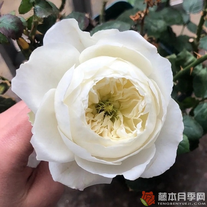 冰雪世界Frozen 冰雪世界Frozen