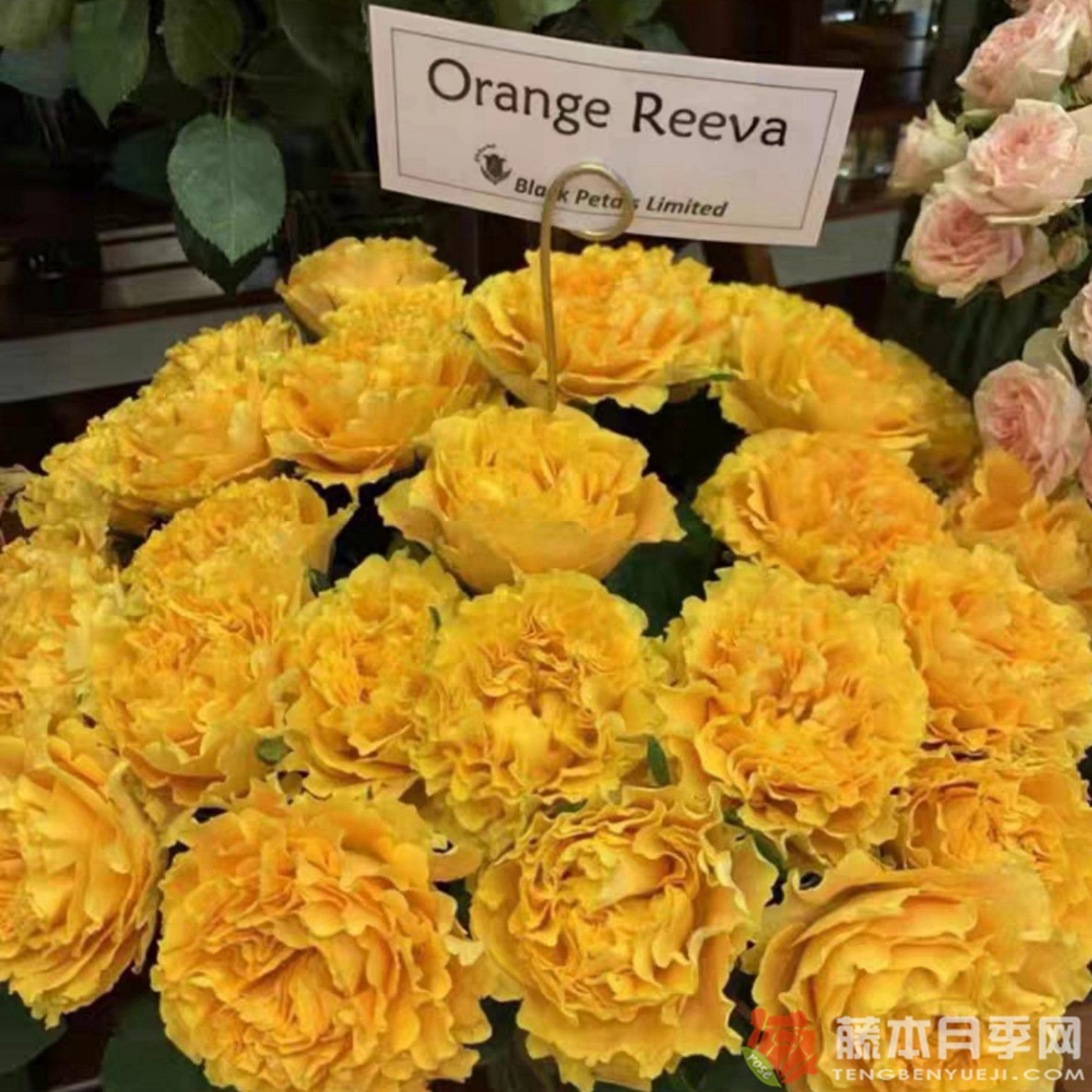 芒果酒吧Mango Lieber 芒果酒吧Mango Lieber