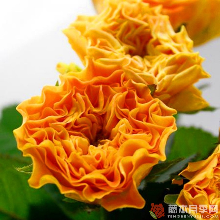 芒果酒吧Mango Lieber 芒果酒吧Mango Lieber