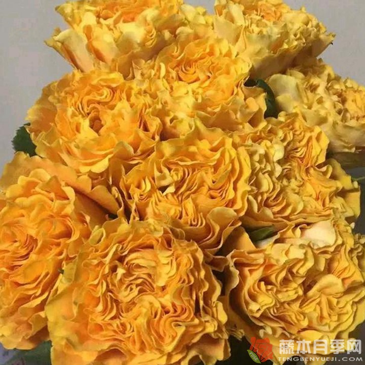 芒果酒吧Mango Lieber 芒果酒吧Mango Lieber