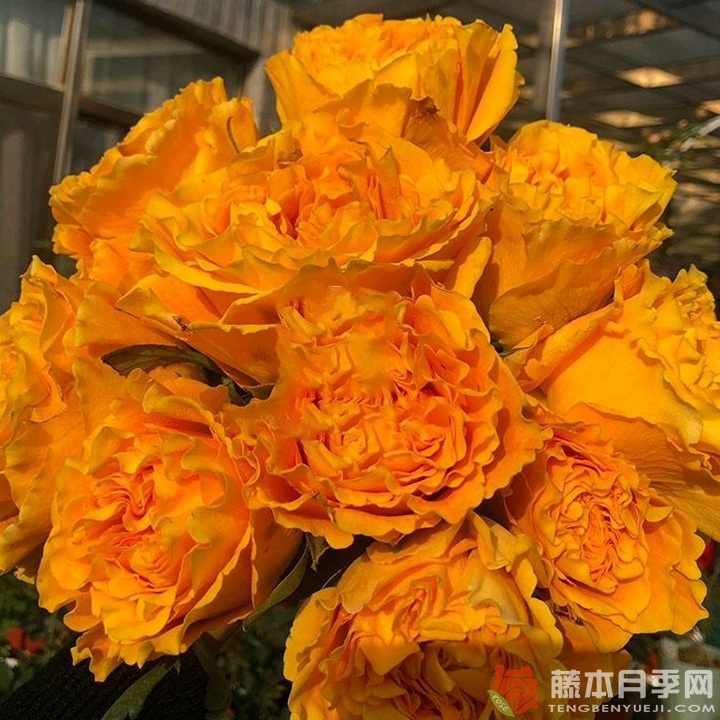 芒果酒吧Mango Lieber 芒果酒吧Mango Lieber