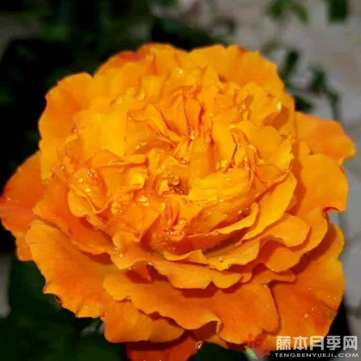芒果酒吧Mango Lieber 芒果酒吧Mango Lieber