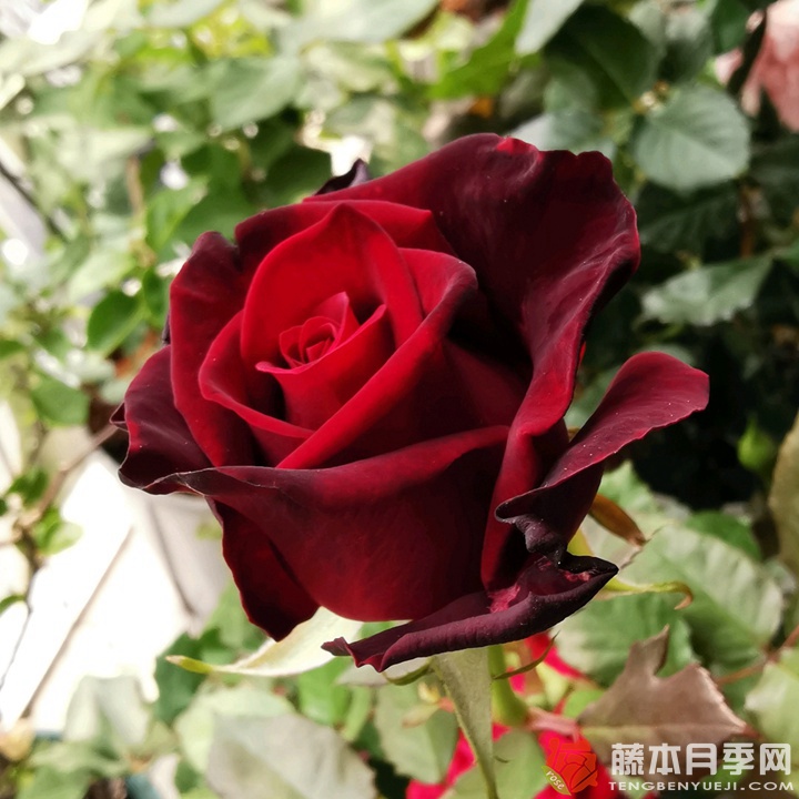 黑金BlackGold 黑金BlackGold